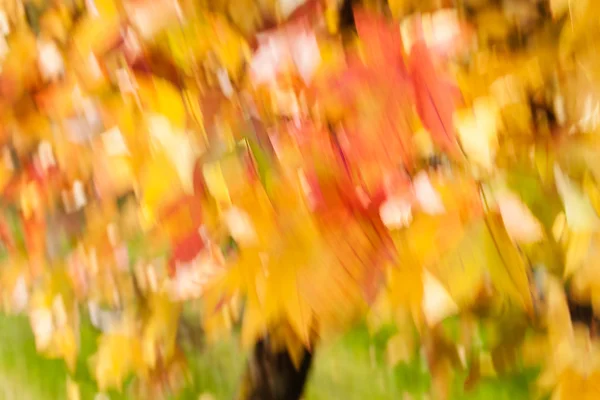 Fondos Abstractos Otoño Para Fondo Borroso — Foto de Stock