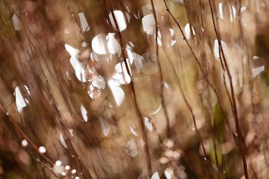 Alandaki soyut bitki, alan derinliğine dikkat edin.