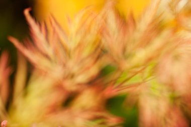 Alandaki soyut bitki, alan derinliğine dikkat edin.