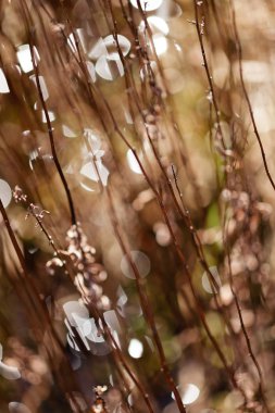 Alandaki soyut bitki, alan derinliğine dikkat edin.