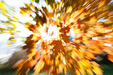 Bulanık arkaplan için sonbahar yaprakları arasında soyut ışık