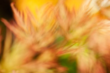 Alandaki soyut bitki, alan derinliğine dikkat edin.