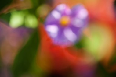 Bulanık arkaplan için tarlada soyut mor çiçek