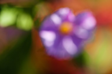 Bulanık arkaplan için tarlada soyut mor çiçek