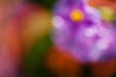 Bulanık arkaplan için tarlada soyut mor çiçek