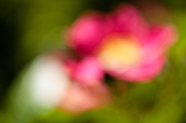 Bulanık arkaplan için tarlada soyut pembe çiçek