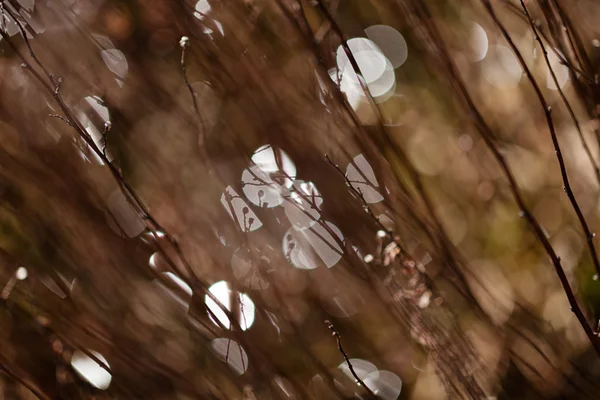 Абстрактна Рослина Полі Невелика Глибина Різкості — стокове фото