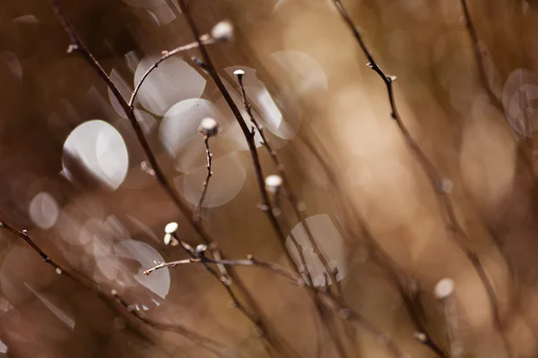 Abstract Plant Field Note Shallow Depth Field — Stock Photo, Image