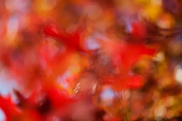 Abstraction Red Flowers Nature Blurred Background — Stock Photo, Image