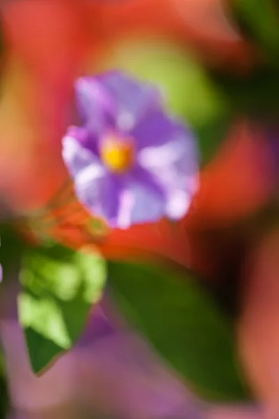 畑の抽象的な紫色の花を背景に — ストック写真