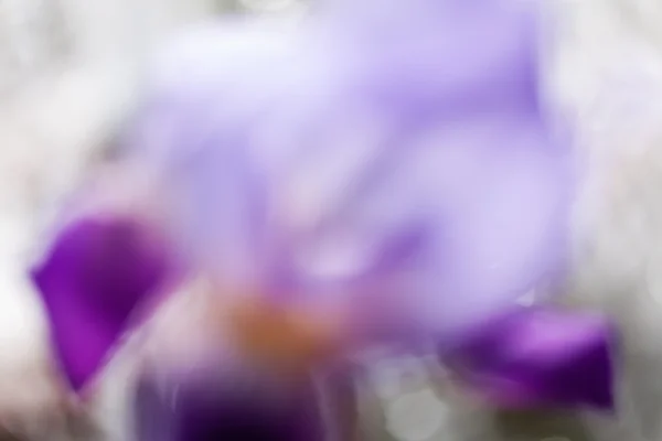 Parlak Arkaplanda Bulanık Arkaplan Için Soyut Mor Iris — Stok fotoğraf