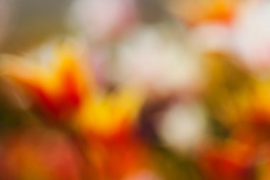 Bulanık arkaplan için parlak renklerdeki çiçeklerin soyut parlaklığı