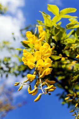  Arkaplanda gökyüzü olan daldaki sarı kır çiçekleri, tarlanın sığ derinliğine dikkat edin.