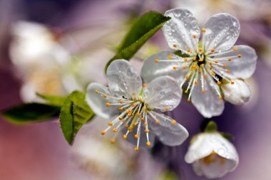 Beyaz çiçeklerle dolu bir dal, sığ tarla tabakasına dikkat edin.