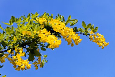  Arkaplanda gökyüzü olan daldaki sarı kır çiçekleri, tarlanın sığ derinliğine dikkat edin.