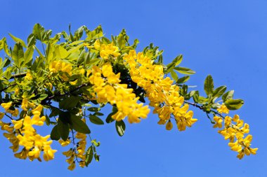  Arkaplanda gökyüzü olan daldaki sarı kır çiçekleri, tarlanın sığ derinliğine dikkat edin.