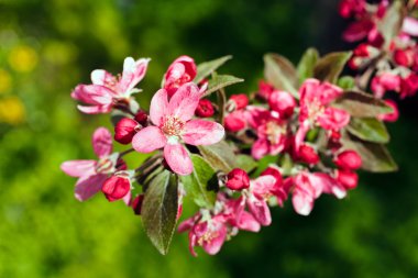 Yeşil arka planda güzel pembe çiçekler, tarlanın sığ derinliğine dikkat edin.