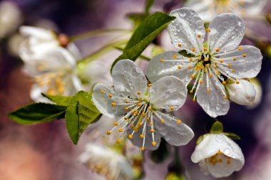Beyaz çiçeklerle dolu bir dal, sığ tarla tabakasına dikkat edin.