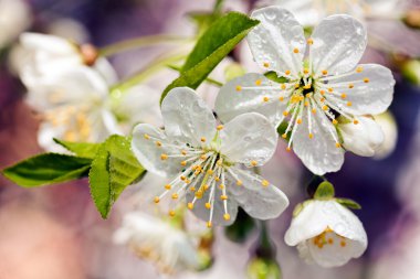 Beyaz çiçeklerle dolu bir dal, sığ tarla tabakasına dikkat edin.