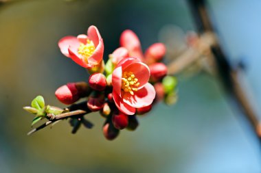 Ayva dalları kırmızı çiçekli, Not alan sığ derinliği