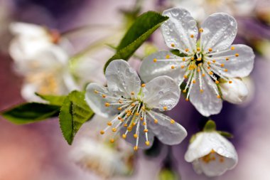 Beyaz çiçeklerle dolu bir dal, sığ tarla tabakasına dikkat edin.