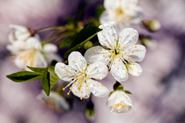 Beyaz çiçeklerle dolu bir dal, sığ tarla tabakasına dikkat edin.