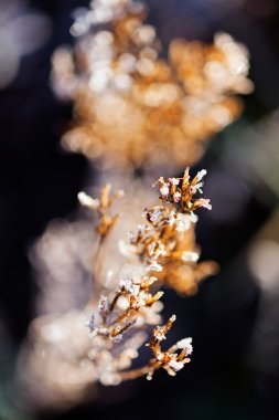 Alandaki soyut kurumuş bitki, alan derinliğine dikkat edin.