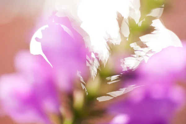 Abstraction Unusualy Pink Flower Blurr Background Blurred Background — 스톡 사진