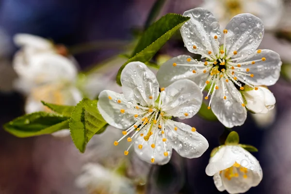 Branche Avec Des Fleurs Blanches Dans Nature Note Peu Profonde — Photo