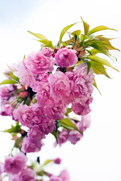 Hermosas Flores Color Rosa Rama Sobre Fondo Blanco Nota Poca — Foto de Stock
