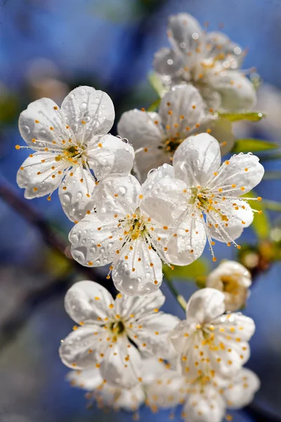 Branche Avec Des Fleurs Blanches Dans Nature Note Peu Profonde — Photo