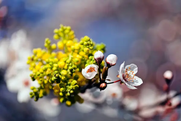 Abstrakte Weiße Blüten Mit Gelben Knospen Beachten Sie Die Geringe — Stockfoto