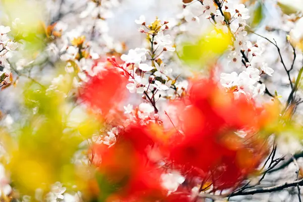 Fleurs Blanches Abstraites Feuillage Rouge Pour Fond Flou — Photo