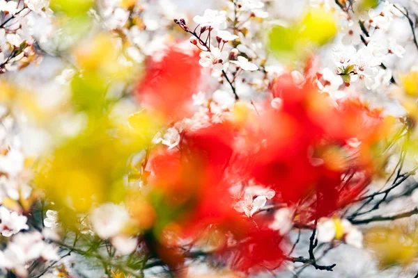 Abstrakte Weiße Blüten Mit Rotem Laub Für Verschwommenen Hintergrund — Stockfoto