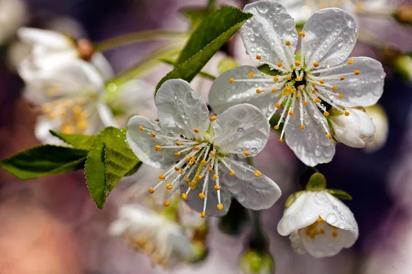 Branche Avec Des Fleurs Blanches Dans Nature Note Peu Profonde — Photo