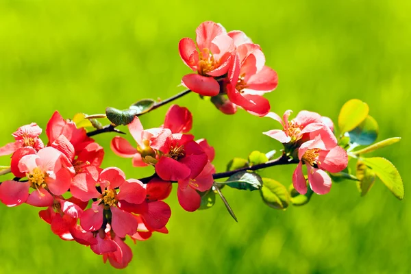 Pequeñas Flores Rojas Una Rama Sobre Fondo Verde Nota Poca — Foto de Stock
