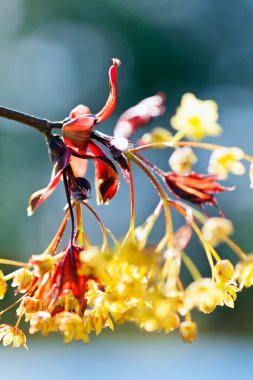 Süsleme sarı çiçek mavi-yeşil arka planda kırmızı yapraklar, dikkat edin sığ alan derinliği