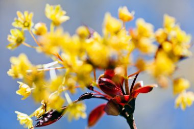 Süsleme sarı çiçek mavi arka planda kırmızı yapraklar, dikkat edin sığ alan derinliği