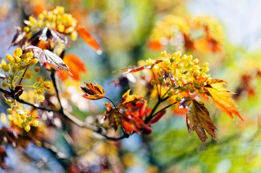 Açık arkaplanda kırmızı yapraklı süsleme sarı çiçek, alanın sığ derinliğine dikkat edin