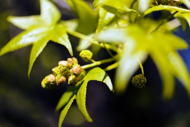 Siyah arkaplandaki yeşil yapraklara odaklanın, yüzeysel alan derinliğine dikkat edin