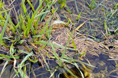  Bataklıktaki çimenler ve konferanslar, sığ alan derinliğine dikkat edin.