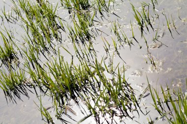  Bataklıktaki çimenler ve konferanslar, sığ alan derinliğine dikkat edin.