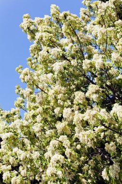 Arka planda beyaz çiçekli ve gökyüzü olan ağaç tepesi, tarlanın sığ derinliğine dikkat edin.