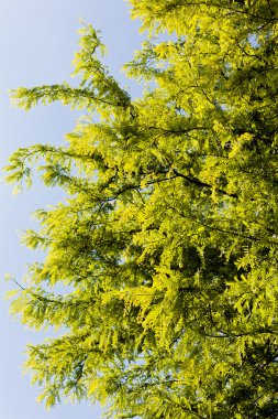 Not alan sığ derinliği arka planda gökyüzü ile Treetop
