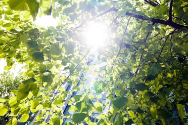 Ağaçların arasından geçen güneş ışınları, derin alan derinliğine dikkat edin.