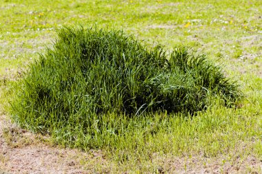 İlkbaharda, Not alan sığ derinliği yeşil çimen