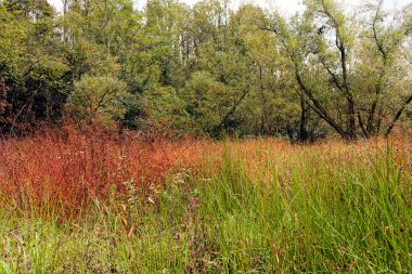 İlkbaharda güzel yeşil orman, dikkat et sığ bir tarla derinliği