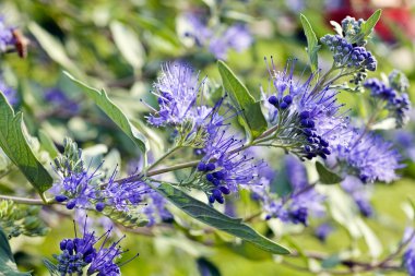 Yeşil arkaplanda mavi çiçek, tarlanın sığ derinliğine dikkat edin.