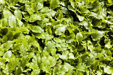 Doğada, Not alan sığ derinliği yeşil yaprakları odaklanmak