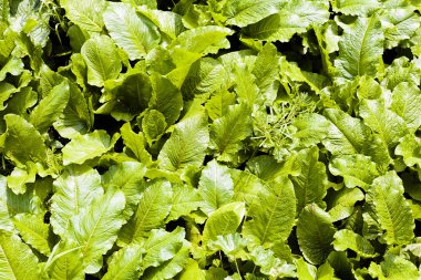 Doğada, Not alan sığ derinliği yeşil yaprakları odaklanmak